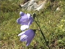 Mountain flowers at 603m above sea level